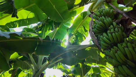 Plantas-De-Banano-Movimiento-Lento-Rayos-De-Sol-Disparos