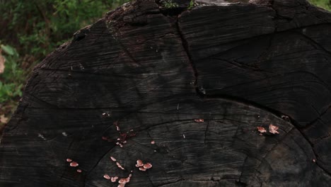 large fallen tree in forest with mushroom fungi growing on base