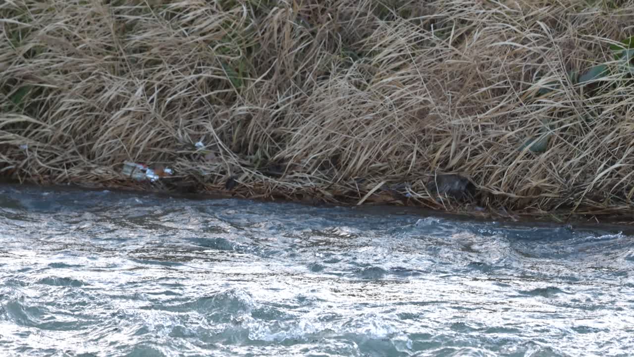 un vistazo de un río que fluye más allá de las orillas cubiertas de hierba