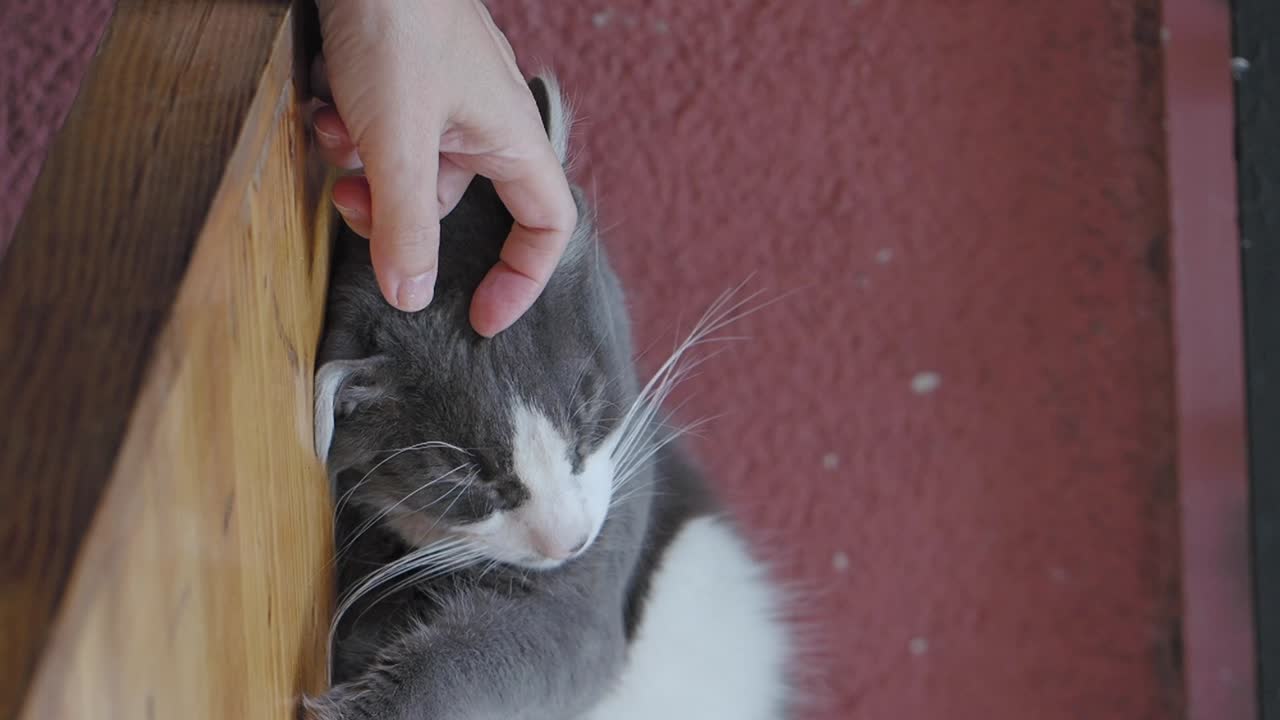 Cat being petted by a hand
