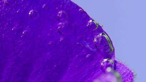 primer plano de un pétalo de flor púrpura con gotas y burbujas de agua