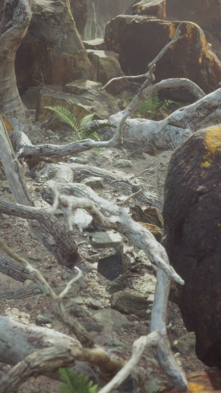 떠다니는 나무 와 바위 들 이 있는 안개 가 가득 한 해안 풍경