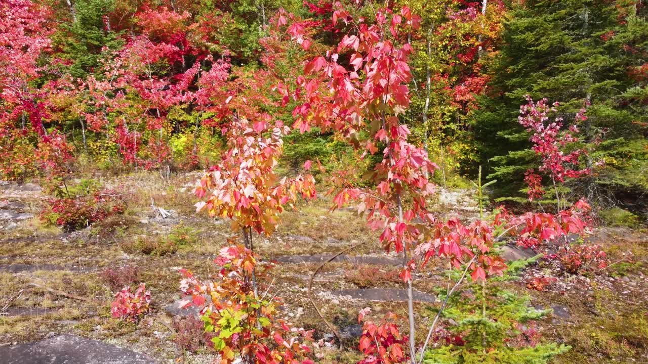 Scenic landscape of La V&eacute;rendrye Wildlife Reserve with its colorful trees in the months of fall season in Qu&eacute;bec, Canada