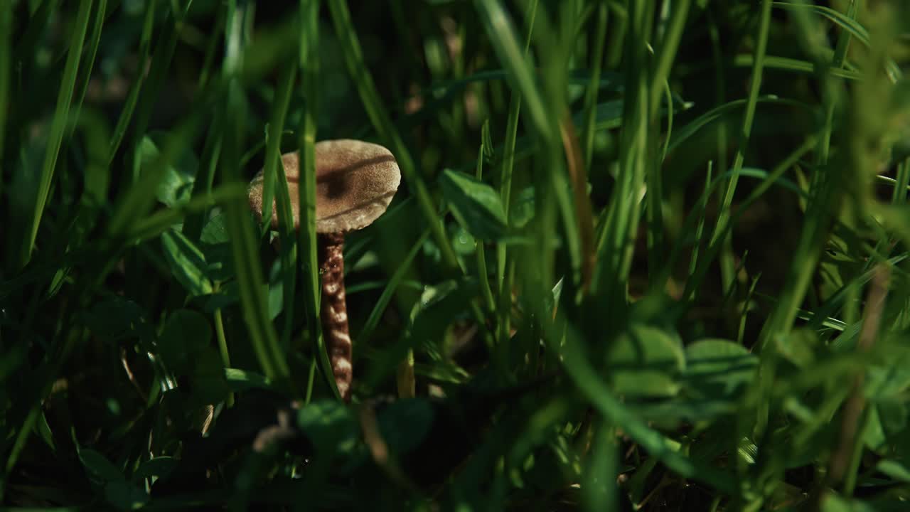 Close up of a small wild mushroom among grass in Lonjsko polje Krapje