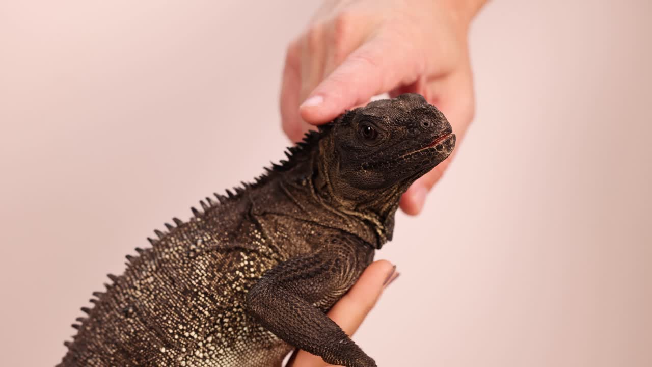 A person gently strokes a Hydrosaurus lizard in a controlled environment with soft lighting