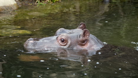 super slow motion of baby hippo cooling in water and looking over surface,close up