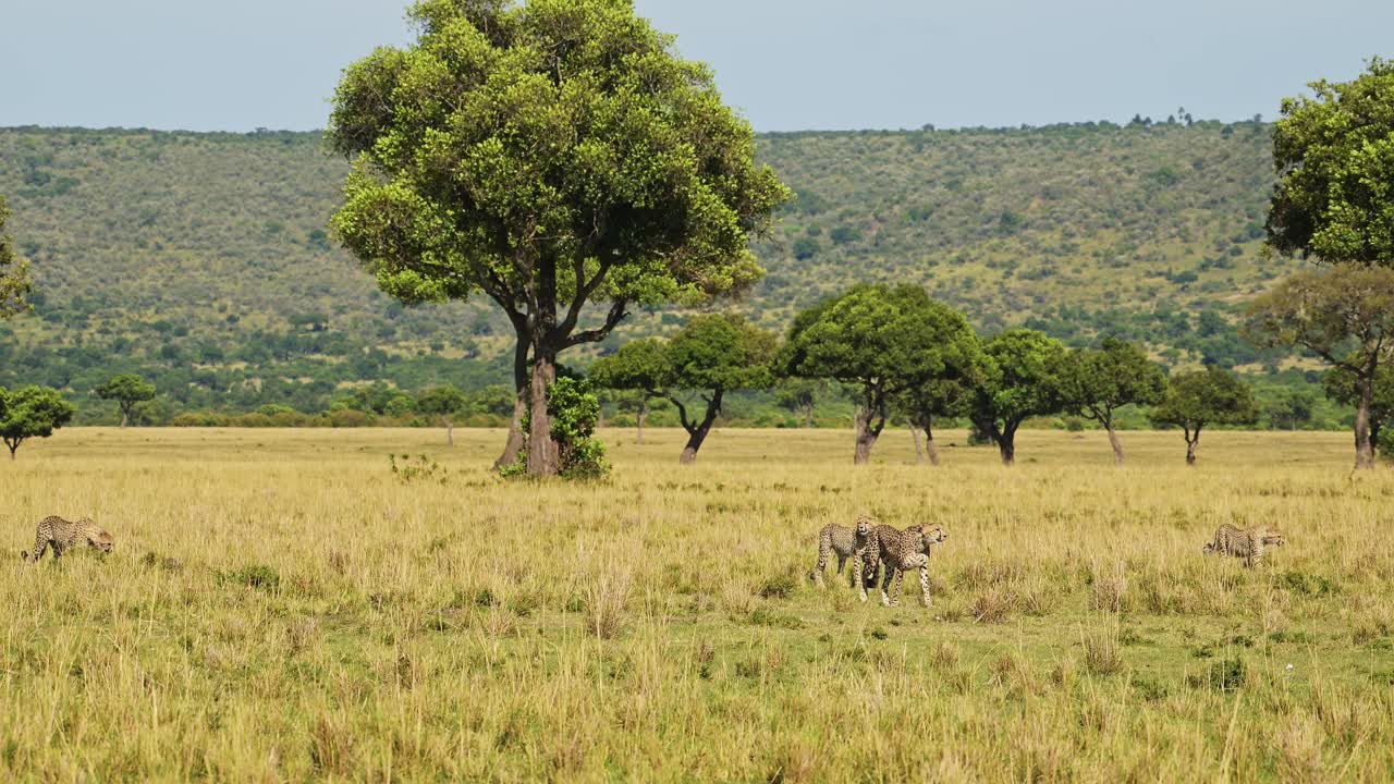 disparo en cámara lenta de guepardos caminando por las llanuras de sabana abiertas en busca de presas, vida silvestre africana en masai mara, kenia, áfrica animales de safari en masai mara north conservancy