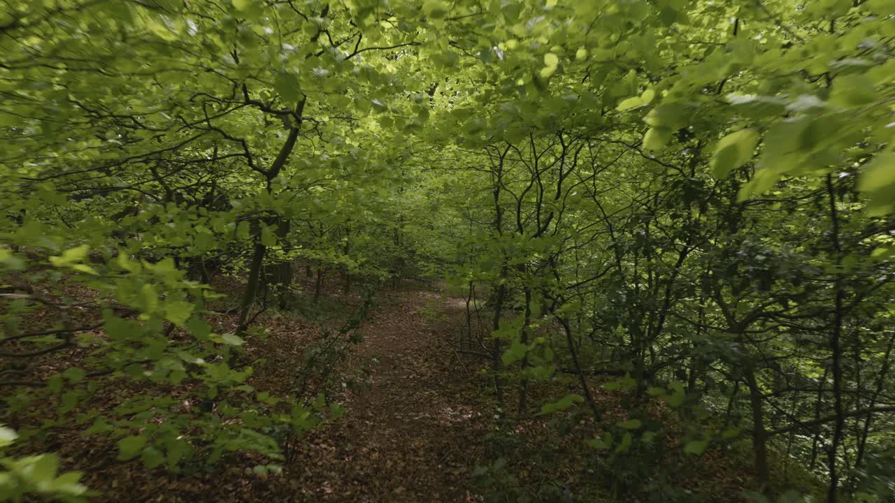 vista en primera persona a lo largo de un sendero forestal a través de árboles cercanos