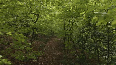 First-person-view-along-forest-trail-through-close-trees