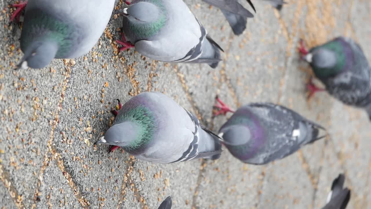 땅에서 먹이를 먹는 비둘기