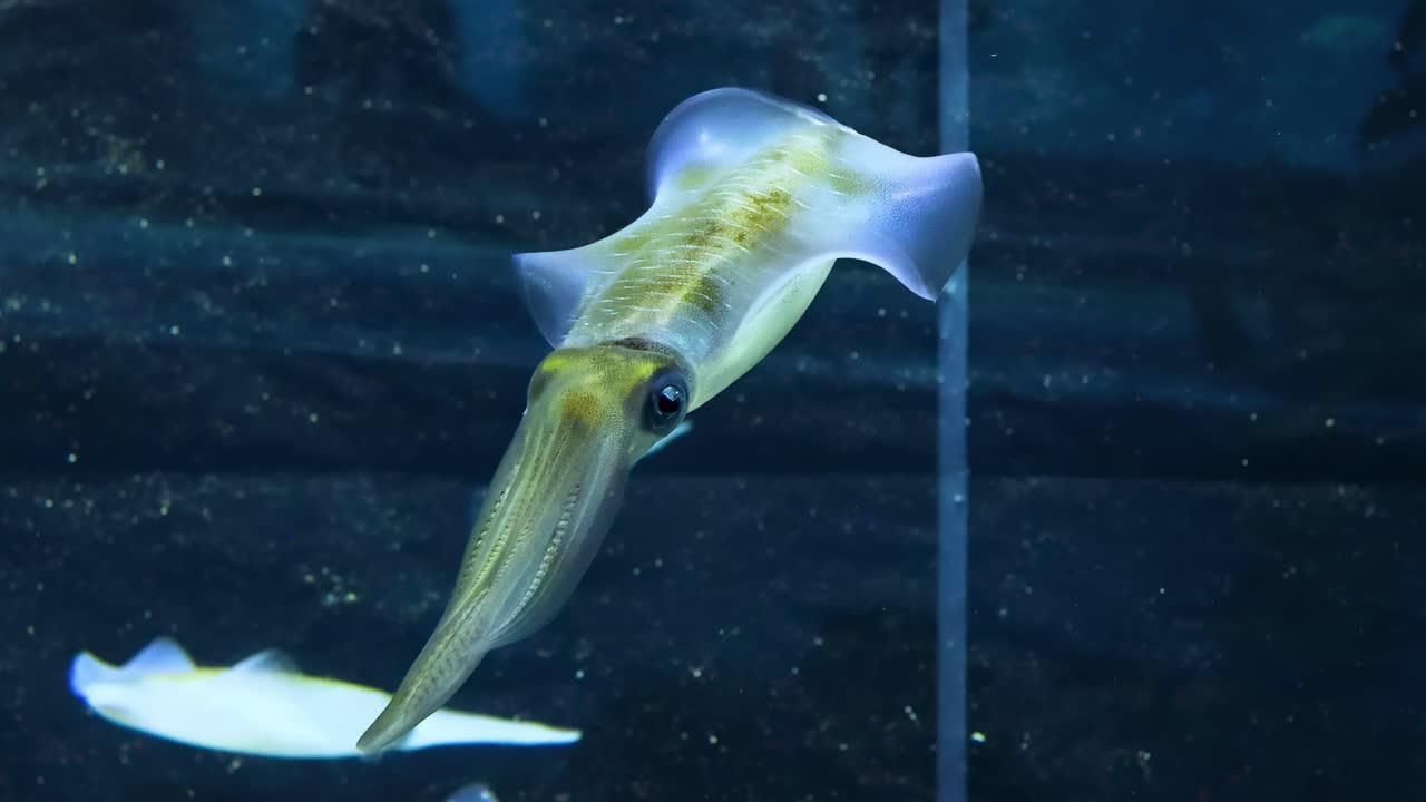 큰 수족관 에 있는 물고기 들 사이 에서 수영 하는 오징어