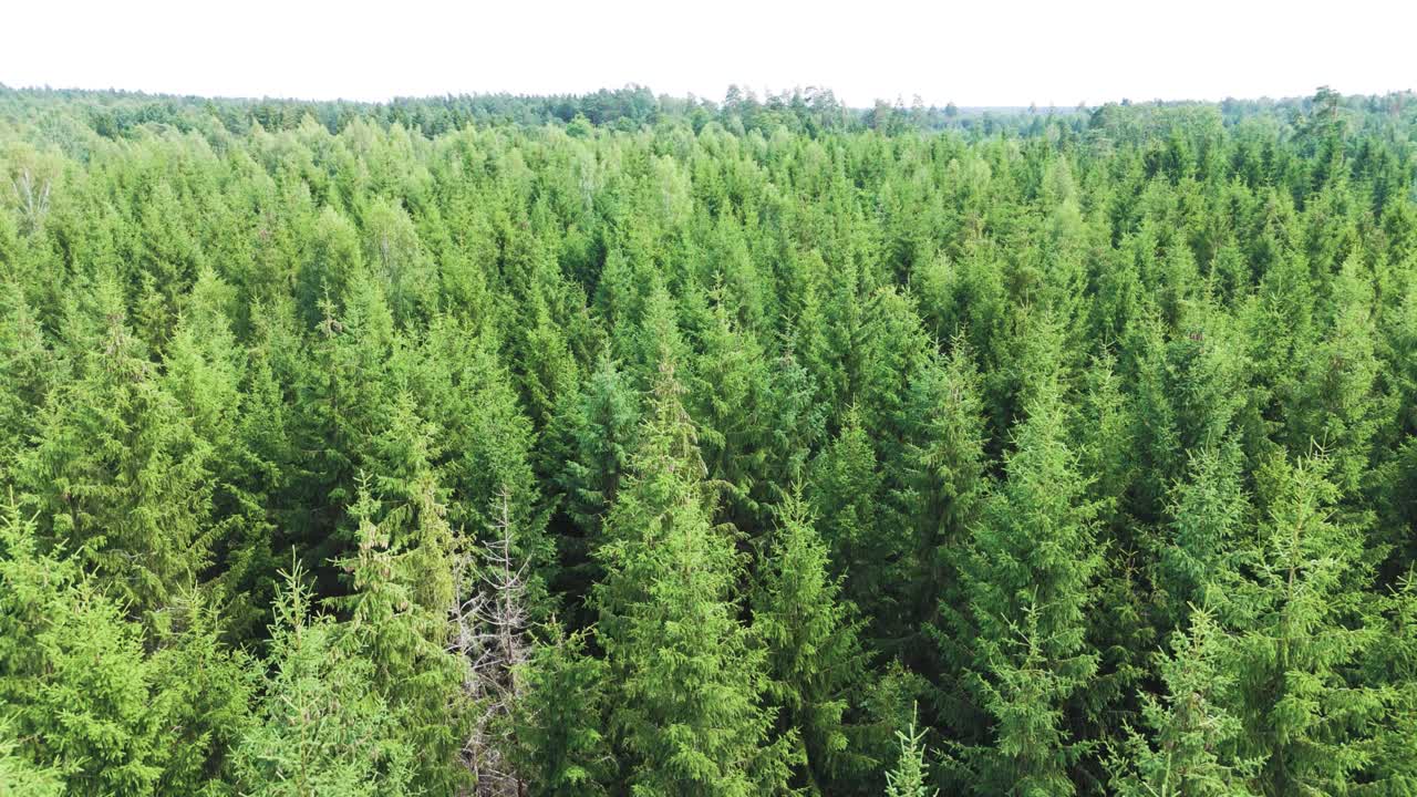 Green conifer forest, aerial low altitude view