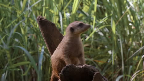 single meerkat on top of branch