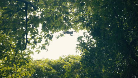 lush green canopy