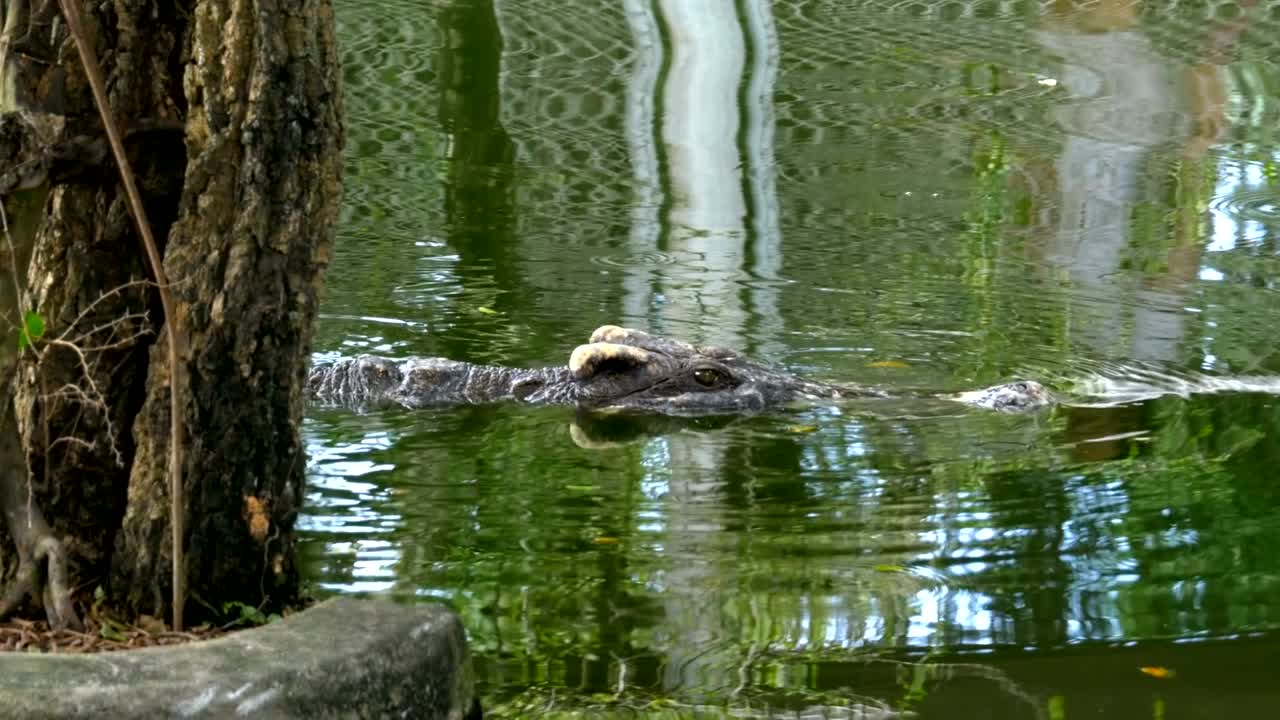 el cocodrilo nada en el verde agua pantanosa. río pantanoso fangoso. tailandia. asia