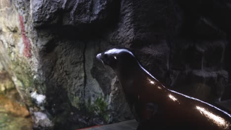 seal gliding and turning in a pool