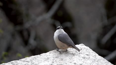 small fluffy songbird sitting on wall and warbling in montengro