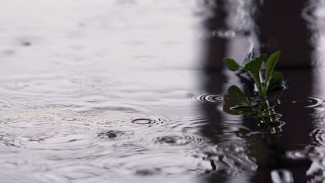 a plant grown on sandstone in the rain