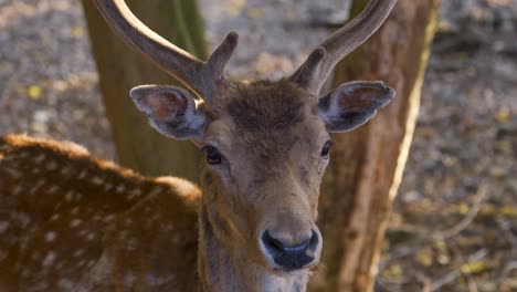 fallow deer