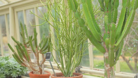 plantas de cactus ornamentales dentro del invernadero en los jardines botánicos nacionales en dublín, irlanda
