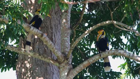 one on the left hiding behind a branch then jumps towards the right then they both move to the left to fly away, great hornbill buceros bicornis, khao yai national park, thailand