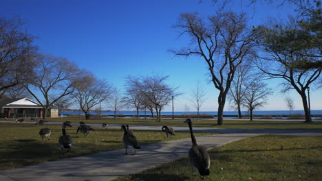 加拿大大<unk> (canada geese) 在加拿大多倫多省的湖岸大道 (lakeshore blvd) 附近,在2018年秋季晚些时候,在4k prores拍摄,用<unk>杆拍摄.