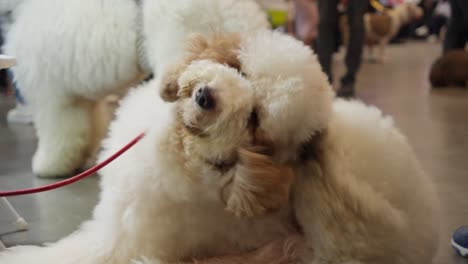 Adorable-Caniche-De-Juguete-Con-Correa-Rascándose-La-Picazón-En-El-Lugar-Del-Festival-De-Mascotas-En-Ice-BSD-City,-Tangerang-Regency,-Indonesia