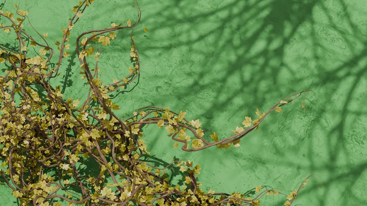 Green climbing vine with small leaves on textured green wall with plant shadows. Spring nature and garden concept. Design for wallpaper, poster, banner.Flat lay composition with copy space