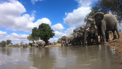 colorful shot of herd of elephants drinking at waterhole, ground view