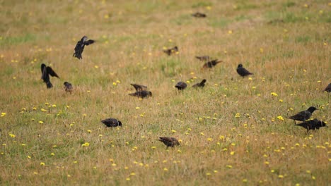 Small-black-birds-feed-on-the-field-dotted-with-yellow-flowers-flocking-from-spot-to-spot