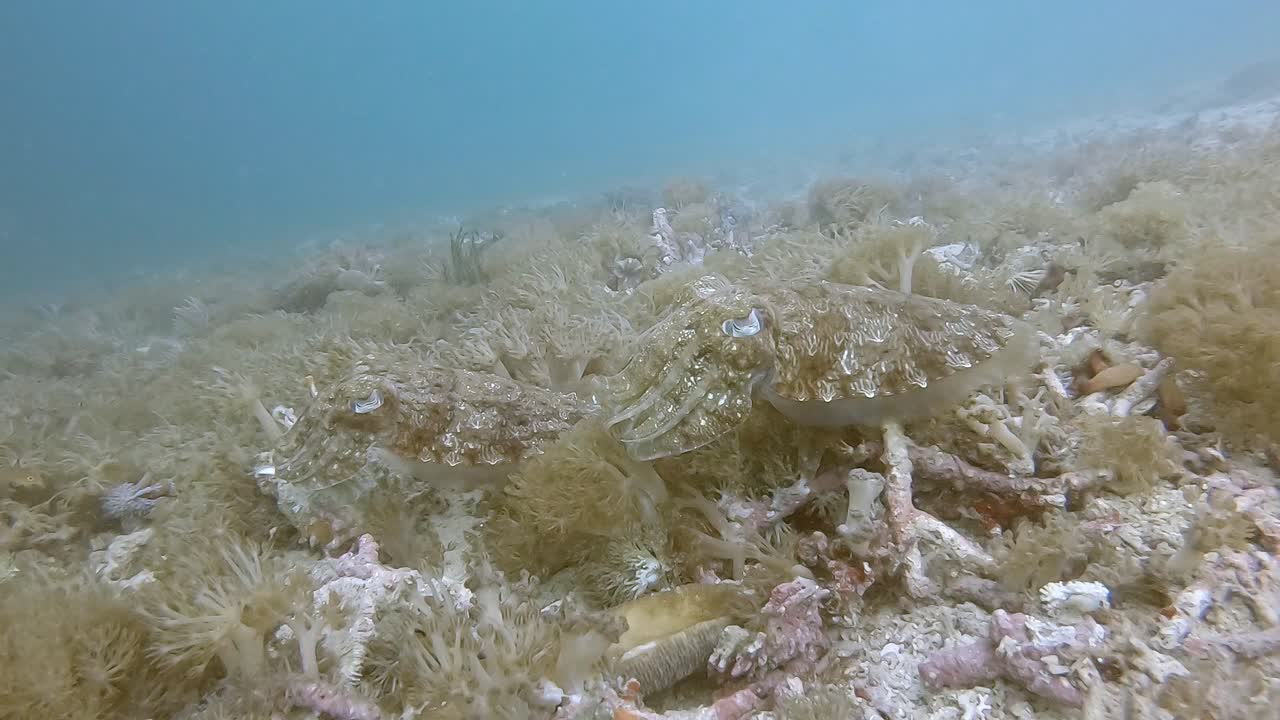 a pair of well camouflaged cuttlefish blending into their surroundings