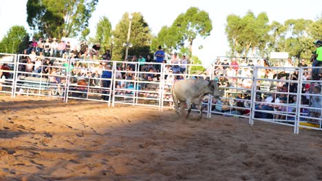 bull breaks free during a rodeo event