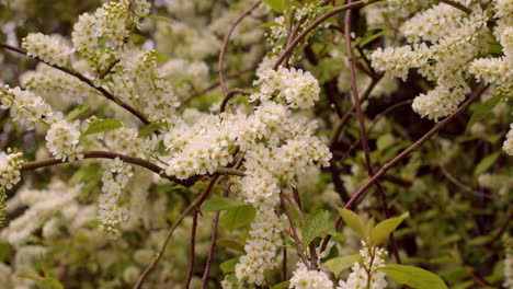 mid shot of bird cherry prunus padus moving in the wind