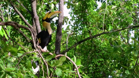 the great hornbill is a big bird with huge horn-like yellow bill used to gather fruits and other food items in the jungle