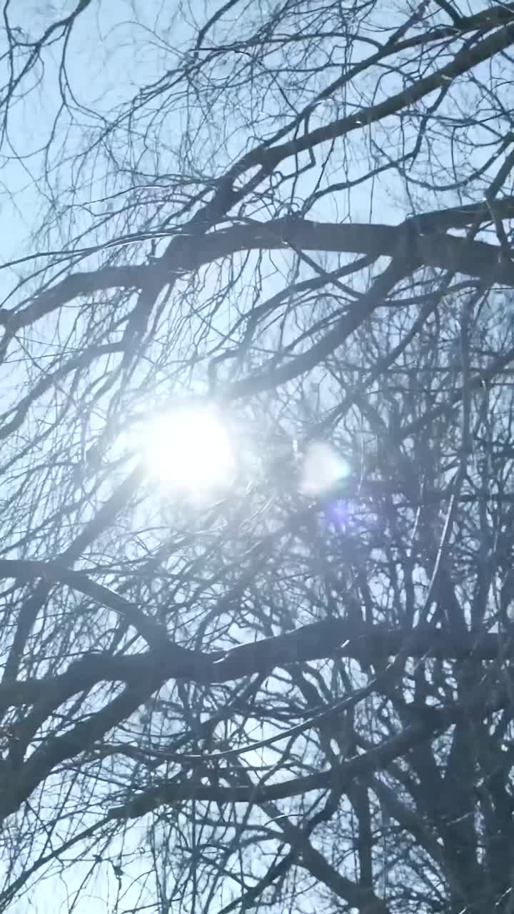 La luce del sole filtra attraverso i rami spogli degli alberi in una giornata limpida