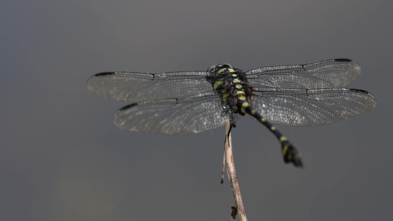 일반적인 flangetail 잠자리는 태국과 아시아에서 흔히 볼 수 있습니다.