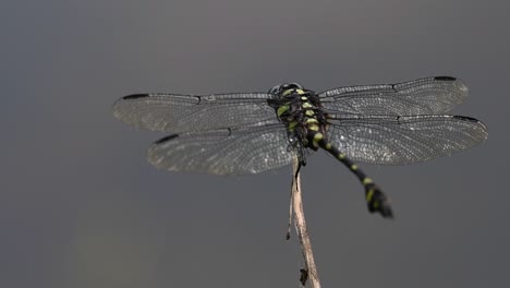 Die-Gemeine-Flanschschwanzlibelle-Kommt-Häufig-In-Thailand-Und-Asien-Vor