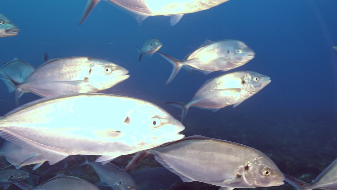gran tiburón blanco carcharodon carcharias islas neptuno sur de australia cámara lenta 4k