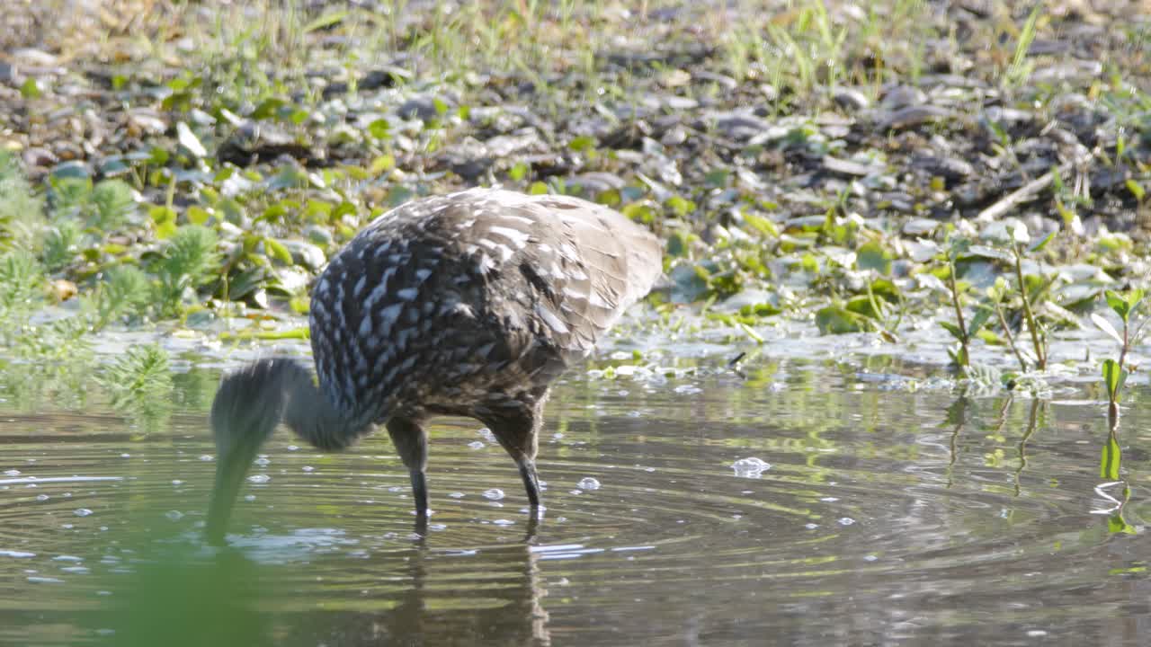 A juvenile night heron wades through shallow marsh water, searching for prey in a calm wetland setting