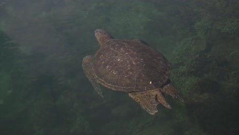 a mesmerizing video of a sea turtle gracefully swimming through the clear waters of the isabela tunnels in the galápagos islands, ecuador.