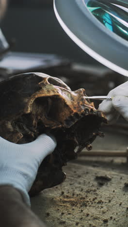 archaeologist examining a skull