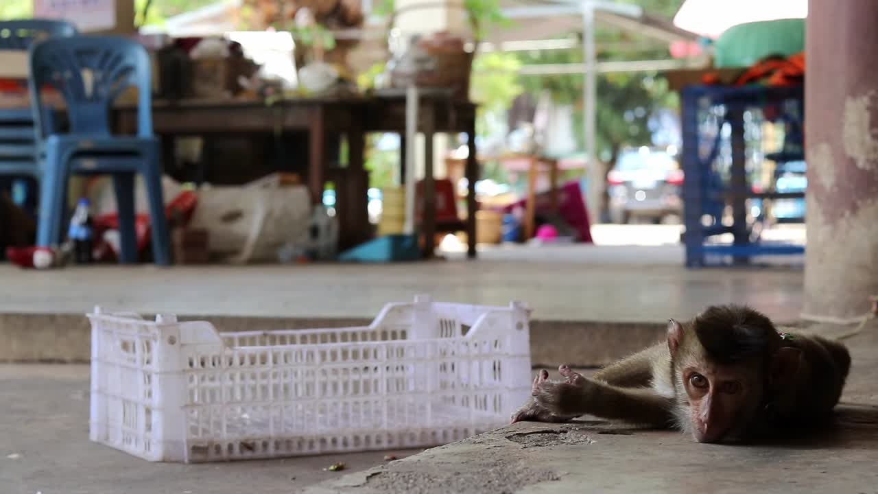 un joven mono macaco de cola larga cae al suelo mientras mira tristemente a lo lejos y se pone de pie dando la espalda