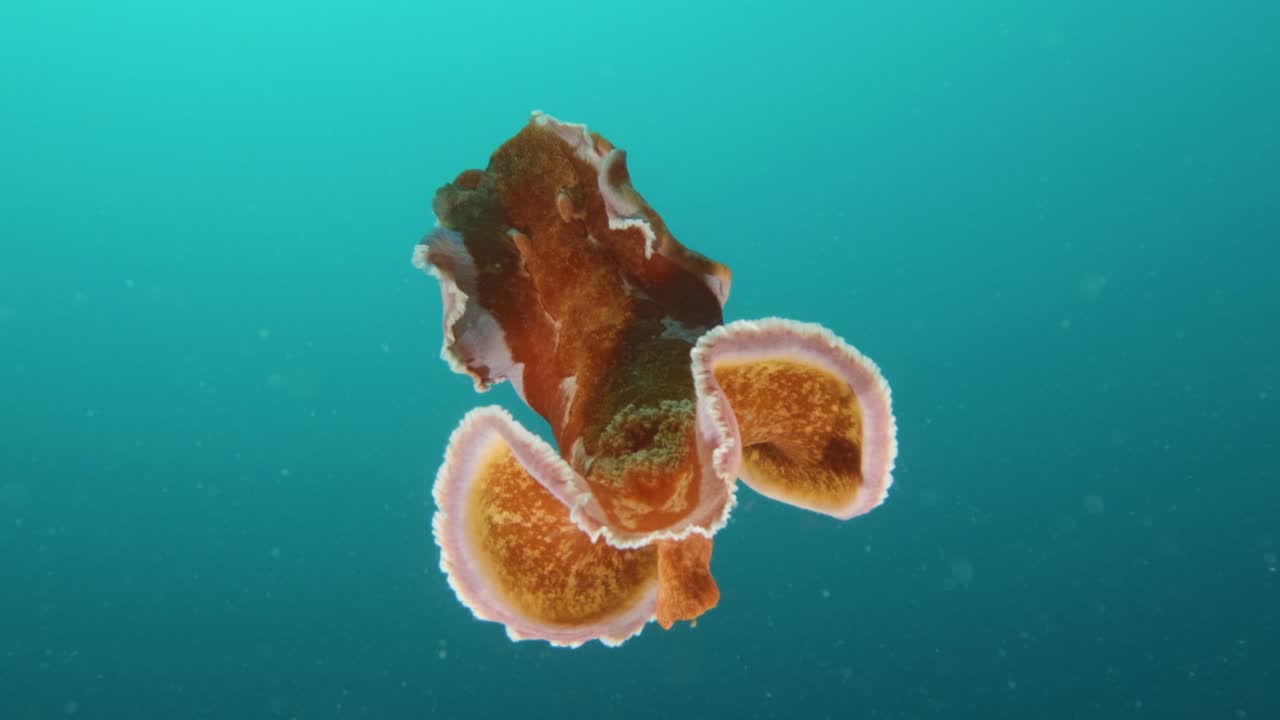 화려한 스페인 댄서 바다 생물이 춤을 추고 활기찬 색을 보여주며 물 에서 헤엄치고 있습니다.