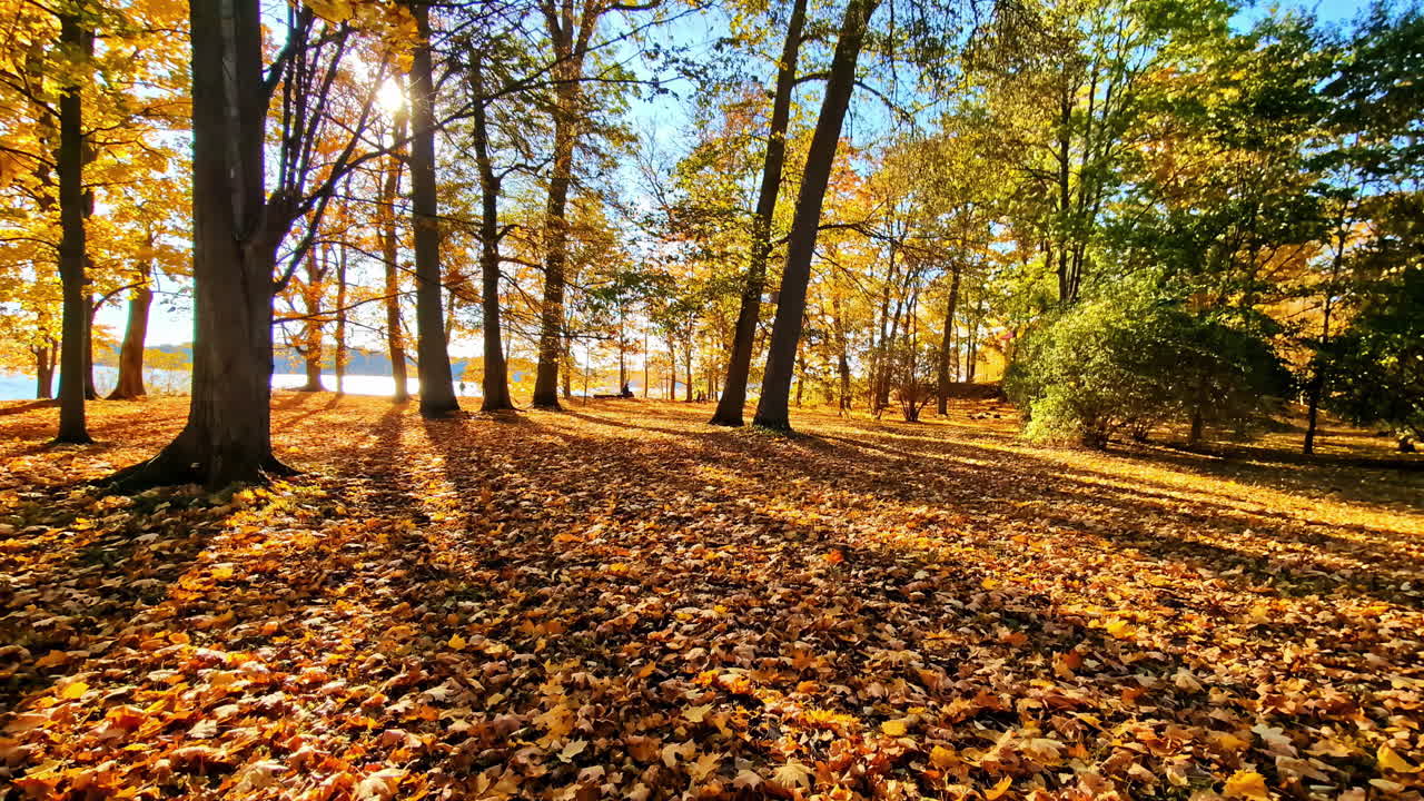 Golden trees near lake on sunny day, casting shadows