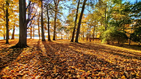 golden trees near lake on sunny day, casting shadows