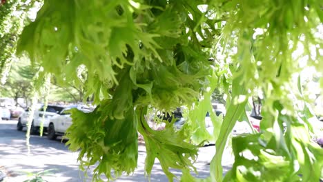 sun-dappled leaves fluttering in a gentle breeze.