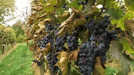 cluster of othello grapes on a plantation