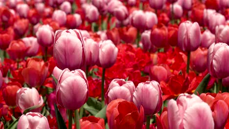 close up of red and pink tulips blowing in the wind 4k chicago