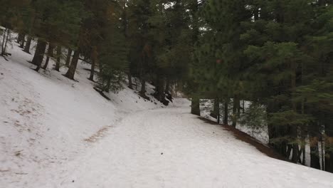 walking along a snowy mountain nature trail in a pine forest - hiker point of view