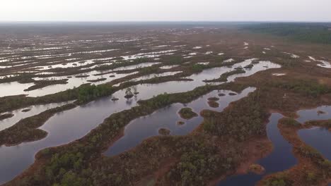 rised bog high water level aerial autumn vide view in kemeri, latvis